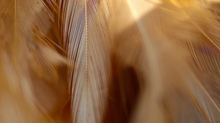 Buyer's Guide: Best Decorative Feather Pillows for 2024